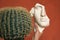 A piece of plaster head next to a round cactus on a red background. The concept of psychology, mental illness, duplicity