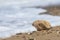 A piece of pumice stone lying on the seashore