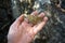 A piece of raw serpentinite metamorphic rock in a hand.