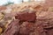A piece of red shale sedimentary rock on nature background.