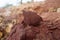 A piece of red shale sedimentary rock on nature background.