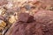 A piece of red shale sedimentary rock on nature background.