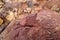 A piece of red shale sedimentary rock on nature background.