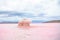 Piece of salt in the pink lake