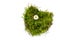 Piece of turf and moss in heart shape with a daisy isolated on w