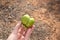 Piece of ugly fruit, deformed persimmon