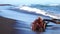 A piece of wood lying on the sandy shores of the Pacific Ocean