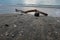 A piece of wood on the sand of Kuta Bali beach at dusk