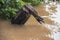 Piece of wood torn off and caught up in trees in badly flooded area with flood waters swirling around it - close-up