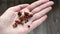 Pieces of burnt granola on female palm. Healthy breakfast of homemade baked oatmeal. Caucasian girl shows charred muesli on her