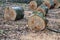 Pieces of cut trunks of beech trees lying on forest floor