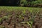 Pieces of dry straw in the rice fields after harvest, young corn trees