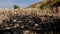 Pieces of dry straw in the rice fields and remaining straw burning