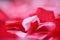 Pieces of festive decorative corrugated red and white paper in a soft focus