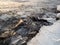 Pieces of ice floes on shore stones by a freezing lake