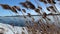 Pieces of the ices floating in the river, reeds