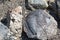 The pieces of lava. Craters Of The Moon National Monument, Idaho