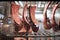 Pieces of meat with dry-aged bones for cooking steaks in refrigerator in a restaurant