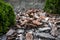 pieces of pine bark, decorative lawn covering, element of landscape design