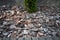 pieces of pine bark, decorative lawn covering, element of landscape design