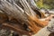 Pieces of stained driftwood stumps at Flagstaff Lake in Maine.