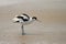 Pied avocet