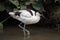 Pied avocet