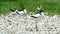 Pied Avocet