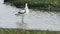 Pied Avocet