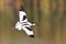 Pied Avocet