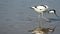 Pied avocet bird feeding