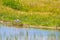 Pied avocet bird in nature