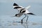 Pied avocet bird Recurvirostra avosetta in a beautiful pose.