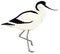 Pied avocet bird Vector illustration Isolated object