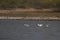 Pied Avocet Birds feeding in a lake