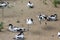 Pied avocet in the Bukle du Baule National Park in the west of Mali