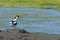 The Pied Avocet at the edge of a lake 