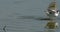 Pied avocet fighting a Black-winged stilt, Camargue, France