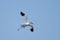 Pied Avocet in flight