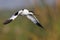 Pied Avocet flying over water