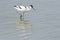 Pied Avocet foraging in water