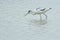 Pied avocet in grey water