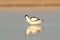 Pied avocet / Recurvirostra