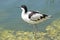 Pied Avocet - Recurvirostra avosetta