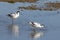 Pied avocet (Recurvirostra avosetta)