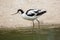 Pied avocet (Recurvirostra avosetta).