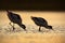 Pied Avocet, Recurvirostra avosetta, black and white bird in the water, France. Wildlife scene from nature. Bird with head under