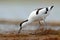 Pied Avocet, Recurvirostra avosetta, black and white in the green grass, drinking water, bird in the nature habitat, Hungary