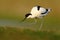 Pied Avocet, Recurvirostra avosetta, black and white in the green grass, France
