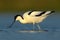 Pied Avocet, Recurvirostra avosetta, black and white wader bird in blue water, submerged head, France